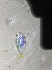 Chloroscombrus chrysurus