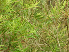 Melaleuca trichostachya