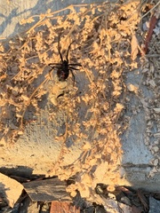 Latrodectus hesperus