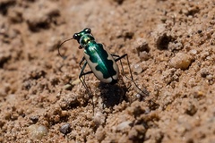 Eunota circumpicta johnsonii