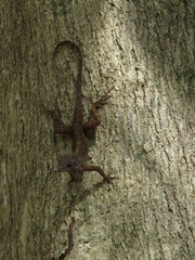Anolis sagrei