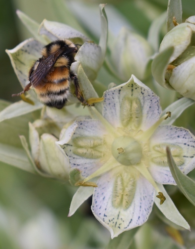 Foto von Bombus bifarius