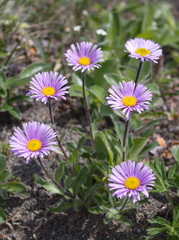 Erigeron thunbergii