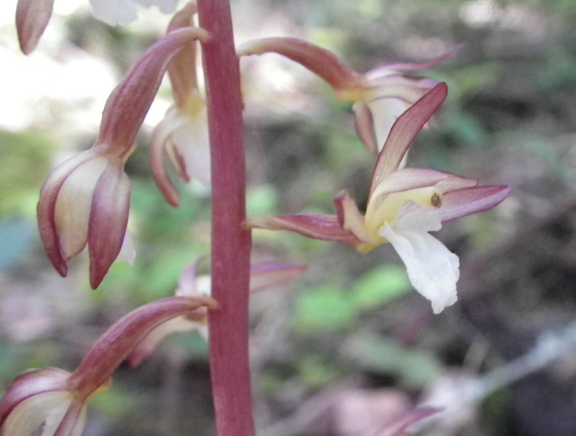 Corallorhiza maculata var. ozettensis