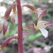 Ozette Coralroot - Photo (c) dL thompson, some rights reserved (CC BY-NC-ND), uploaded by dL thompson