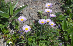 Erigeron thunbergii