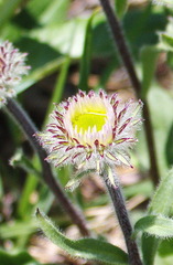 Erigeron thunbergii