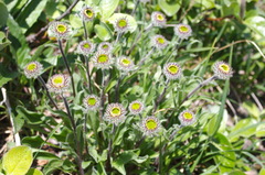 Erigeron thunbergii