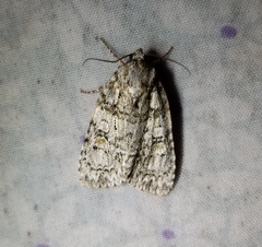 Acronicta ovata