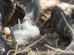 Crotalus cerberus
