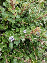 Ceanothus maritimus