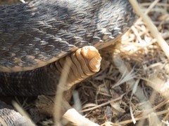 Crotalus cerberus
