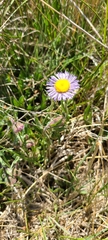 Erigeron formosissimus