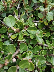 Ceanothus maritimus