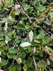 Ceanothus maritimus