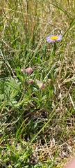 Erigeron formosissimus
