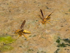 Polistes flavus