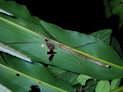 Gargantuoidea