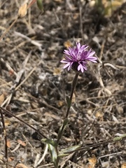 Lessingia hololeuca