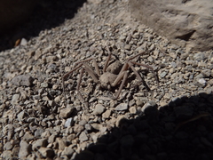 Sicarius thomisoides