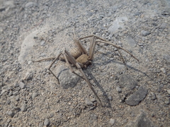 Sicarius thomisoides