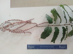 Cupaniopsis flagelliformis