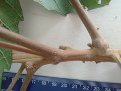 Cupaniopsis flagelliformis