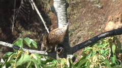 Coendou rufescens