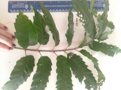 Cupaniopsis flagelliformis