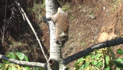 Coendou rufescens