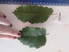 Cupaniopsis flagelliformis