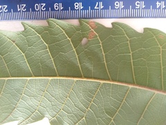 Cupaniopsis flagelliformis