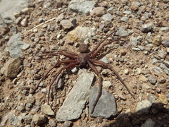 Sicarius thomisoides