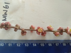 Cupaniopsis flagelliformis