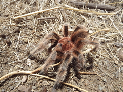 Grammostola rosea