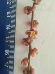 Cupaniopsis flagelliformis