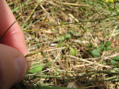 Adelphocoris lineolatus
