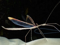 Gargantuoidea