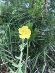 Crocanthemum bicknellii