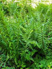 Dryopteris ludoviciana