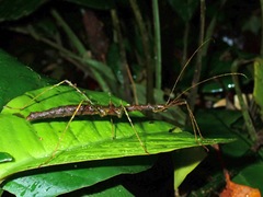 Parastheneboea
