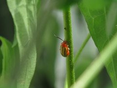 Disonycha stenosticha
