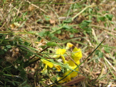 Adelphocoris lineolatus