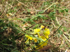 Adelphocoris lineolatus