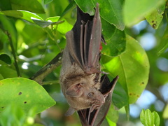 Jamaican Fruit-Eating Bat photo 2