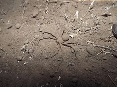 Sicarius thomisoides