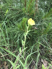 Crocanthemum bicknellii