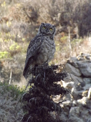 Bubo virginianus magellanicus