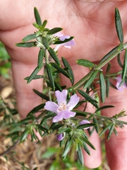 Westringia fruticosa