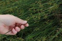 Juncus effusus pacificus